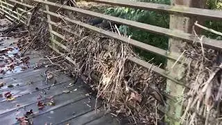 Hurricane Harvey Flooded the Whites Creek Greenway (Nashville, TN) - Part 2