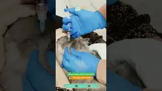 Mocha datang ke klinik untuk Vaksin #cat #dokterhewan #klinikhewan