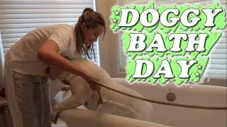 Doggy Bath Day (WK 417.2) Bratayley