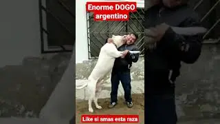 enorme DOGO argentino #shorts #dog