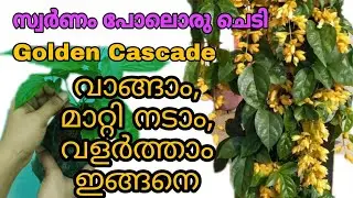 How to plant and care Golden Cascade plant | TipS noW.