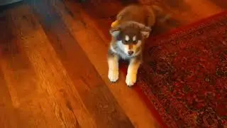 Rogue the talking Malamute