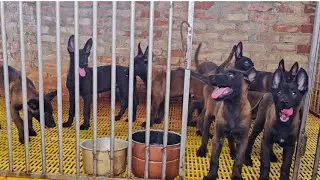 xuất chuồng đàn béc bỉ malinois mang phả mexico khung ngọng to cao nhiều con giống đến ngày xuất