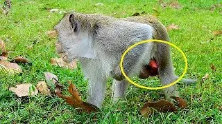 Update Poor Donkey need A doctor for treated with give medicine him |Pity Donkey walk very slow |
