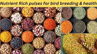 Nutrient-rich pulses for bird breeding & health😍/High-Protein Beans for healthy bird @conurebreeder