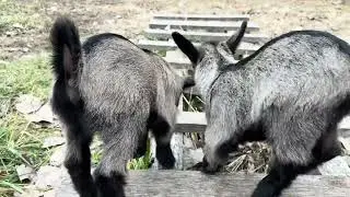 Twin baby goats. Born 12-20-25
