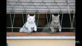 adoratori dei vinili sovrapposti