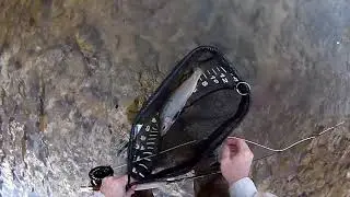 Fly Fishing With The Measure Net - 17 Inch Rainbow Trout