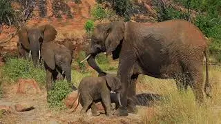 Rescued, Raised, Rewilded: Loijuk And Her Family | Sheldrick Trust