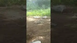 crazy indian hound dog🐕🐶🐕🐶