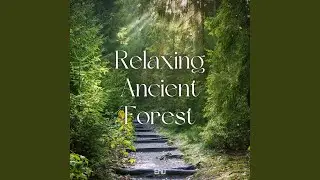 Relaxing Ancient Forest
