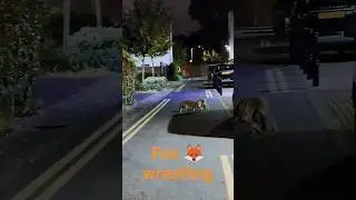 Two foxes 🦊 wrestling 💪🏽 #london #animals #animalshorts #animalfunny #wrestling #funny