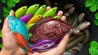 Catch Beautiful Fish in Colorful Eeg: Platy fish, Koi, Guppy fish, Cute fish, Betta fish, Danio Fish