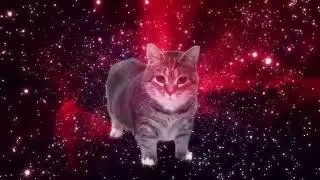 Oiia oiia spinning cat #cat #cats #catlover #catvideos #catshorts #catsofyoutube