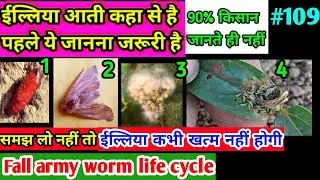 ईल्लियौ पैदा कैसे होती हैं 90% किसान जानते ही नहीं है / eeliyo ki life cycle/ fall army worm control