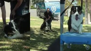 Kirk Progress Video/ Epic Dog Academy