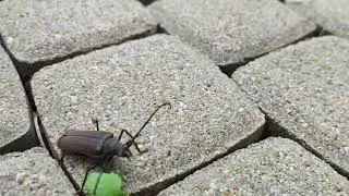 Aegosoma scabricorne F&uacute;zač drsnotykadlov&yacute;