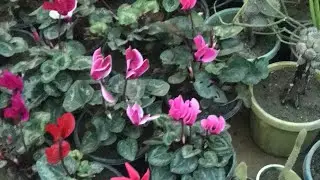 Tarnab Forms || Agriculture Research Center Peshawar ||