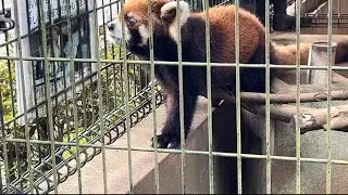 25/9/4 市川市動植物園 レッサーパンダ 