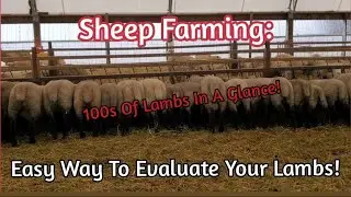 Sheep Farming: Easy Way Ti Evaluate Your Lambs |April 2022