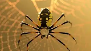 Spider on web Animation