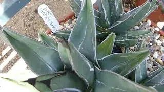Queen Victoria agave - Agave victoriae-reginae - Viktor&iacute;ulilja - Ey&eth;imerkurlilja - Pottapl&ouml;ntur