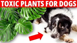 Is Monstera Toxic To Dogs? Pet Friendly Plants and Toxic Plants for Dogs