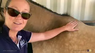 Non negotiables of Equine Saddle fit  - Scapula Clearance