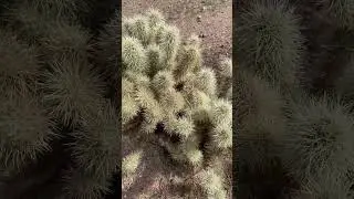 Хитрый прыгающий кактус Чолла, который атакует вас