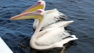 Namibia - Bootstour in Walvis Bay
