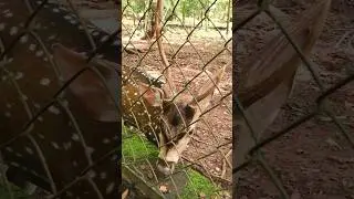 കൂട്ടിലടക്കപ്പെട്ട മാൻകുട്ടി, തെന്മലയിലെ ഡീർ പാർക്ക്&zwnj;....!! Deer Park Thenmala