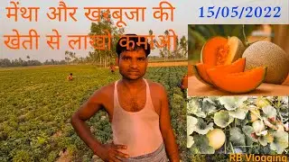 How to farm Muskmelon & how to farm Mentha peppermint with full Details@IndianFarmer