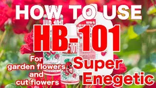 HOW TO USE HB-101 Flower Ver english