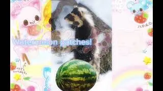 Marbled polecat is so cute