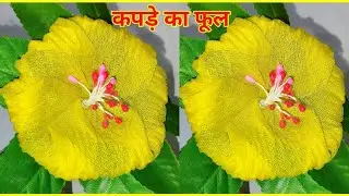 कपड़े से गुड़हल का फूल बनाना सीखे || Organdy Cloth Flower || #nehadesignsgallery