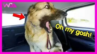 Overdramatic Dogs Who Deserve An Oscar😁 | Dogs Being Overdramatic Compilation