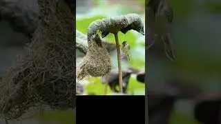 Beautiful birds || Bird Nesting || Wildlife