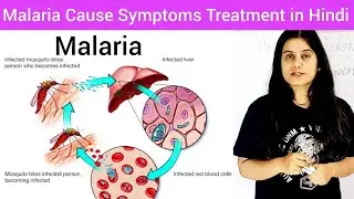 Malaria Cause Symptoms Diagnosis Treatment Hindi | Life Cycle of Plasmodium Hindi | What is Malaria