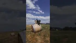 Mozorro con amigos!!!🤪😯😯🤯💥💥#bordercollie #amazing #shorts #popular #dog