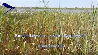 Pantala flavescens - Jezioro Rakutowskie 2020-08-12