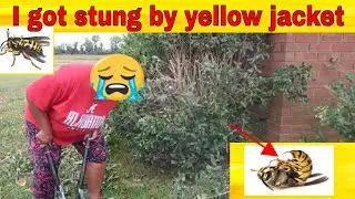 I Got Stung By Yellow Jacket HORNET Cutting Shrubbery My Country Lifestyle HELP ME