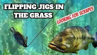 Grass Flipping Secrets (Looking for Scrapes)