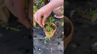 Mini Succulent Design