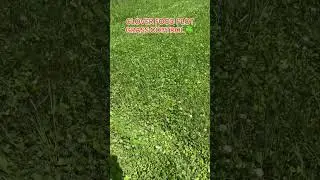 CLOVER FOOD PLOT GRASS CONTROL.   #deerhunting #shorts #foodplotsfordeer #clover