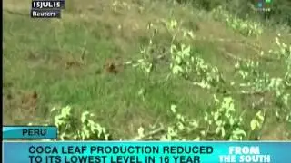 Peru: Coca Leaf Production Reduced to Lowest Level in 16 Years