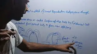 Class 12 Chapter 1 Budding in Hydra and Gemmules