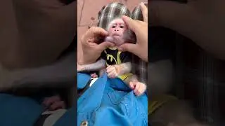 mother put seeds in mouth for baby monkey