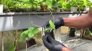 Tutorial Cara-Cara Menyemai Anak Pokok Strawberry Dan Memindahkan Ke Dalam Pasu.