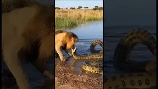 Anaconda vs Lion 😲 Jungle Ka Sabse Khatarnak Fight#trendingshorts #shorts
