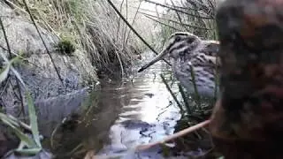 Jack snipe filmed with hidden camera